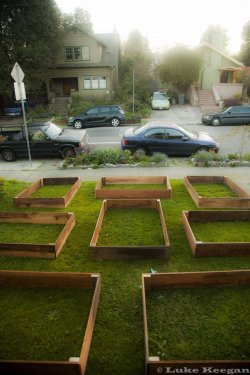 riverofechoes:  priceofliberty:  Man replaces lawn with vegetable
