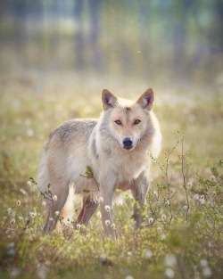wolfsheart-blog:   Grey wolf (canis lupus) in morning light.