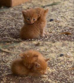 cute-overload:  Soft kitty, warm kitty little ball of furhttp://cute-overload.tumblr.com
