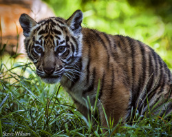 llbwwb:  Beautiful Sumatran Tiger Cub (by Steve Wilson - over