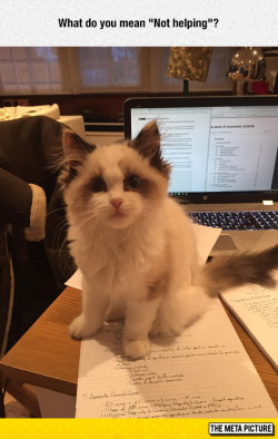 srsfunny:  Adorable Distractionhttp://srsfunny.tumblr.com/ 