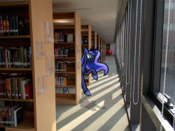 lunadoodle:  Luna is browsing… is that my school library? I