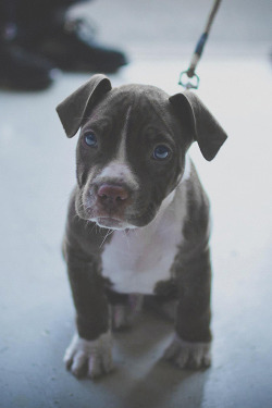 kitten-inwonderland:  I want a lil pitty puppy