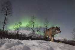 sisterofthewolves:  Pictures by Peter RosénPolar park, Norway