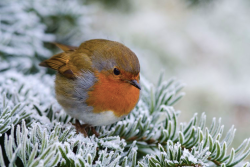 nubbsgalore:  precious lil robin bird balls in winter. photos