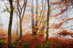 ponderation:  Lost In Autumn by James MIlls