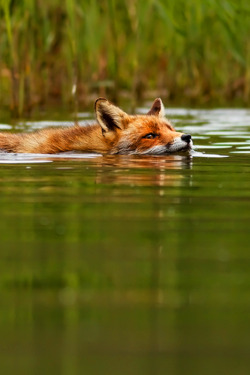 wolverxne:  Swimming Fox by Roeselien Raimond      