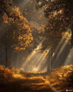amazinglybeautifulphotography:Strings of autumn, the Netherlands