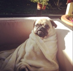 pugblug:  F*ck this cold weather