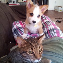 corgi-addict:  Here was my very young Yoshi and his best friend