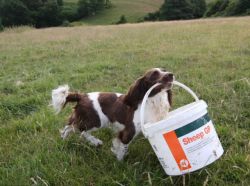 sixpenceee:Springer Spaniel Jess is a great helper for her owner