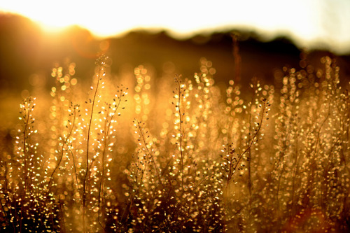 The golden hour (how photographers refer to both the first and last hour of the day, when the light is absolutely magical)
