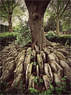 The Hardy Tree In the churchyard of St Pancras Old Church in