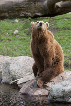 magicalnaturetour:  Chilling. by Ravenith  