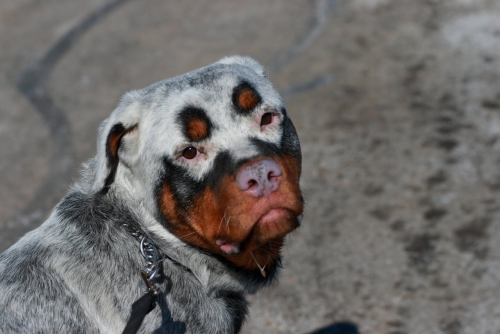 the-conquest-of-shred:poochcrew:  Rottweiler with Vitiligo  