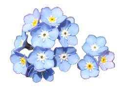 transparent-flowers:  Forget Me Not. Cynoglossum amabile. Thank