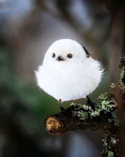 optionalxlife:Bird or Snowball??