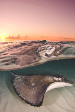 wavemotions:    A stingray at sunrise on a sandbar on Grand Cayman,