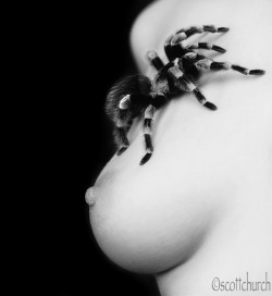 miss muffett by scottchurch