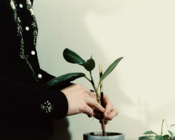 rifles:   Plant, 2003 Tea Cup, 2003 Rebecca Veit  