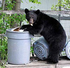end bearphobia now