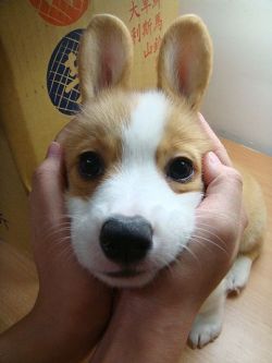 lolcuteanimals:  How to turn your Corgi into a bunny.  LOL 