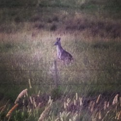 I saw a fuckin #kangaroo in the wild!! #Australia experience