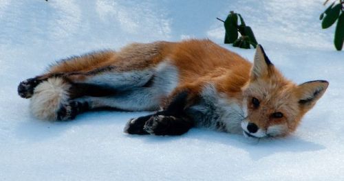 wolverxne:  Photographer Tim Carter captured these adorable images of this Red Fox playing, stretching and sleeping in the snow.  