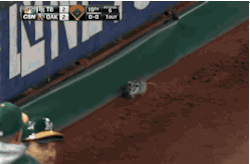 throwtheknuckleball:  A possum takes the field at the Athletics-Rays