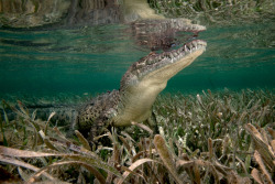 tulipnight:  American Crocodile - Jardines de la Reina, Cuba