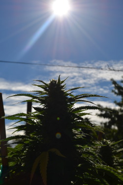 incredible-kush:  ladys lounging in the sun 