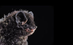 eatmymush:  newyorker:  The Joy of Bats Bats are good neighbors,