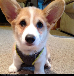 aplacetolovedogs:  Cutie Corgi puppy Jackson wondering if he