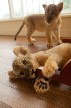 Baby lions :)