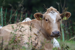 michaelnordeman:Cows in Edsåsdalen, Jämtland, Sweden.