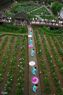 thekimonogallery:  Itako Iris Festival, Japan.  Photography