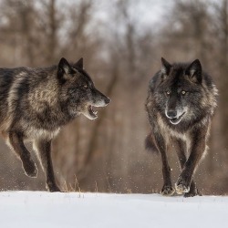 beautiful-wildlife:  Black Wolves by © cjm_photography