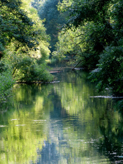 tristessa-euphoria:  greening river 