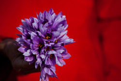 lulu-a:    Saffron harvest in Herat province, Afghanistan. 