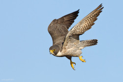 fairy-wren:  (via 500px / Peregrine Falcon by Phoo (mallardg500)