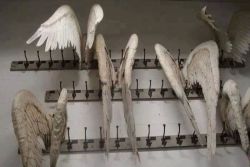 scarred-fallenangel:  Humans keep the antlers of the deer that