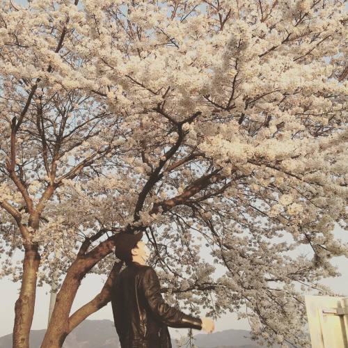 fy-exo:  160331 real__pcy: æ»¿é–‹ðŸŒ¸ 