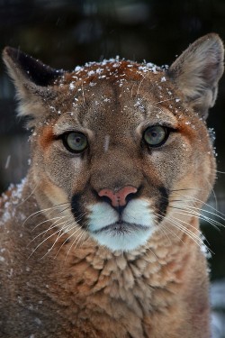 wonderous-world:  Canadian Cougar by Arvo Poolar