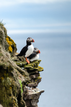 Livin’ on the edge (Atlantic Puffins)