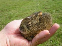 Sleepy bunny!  I know how you feel… Wish I could curl