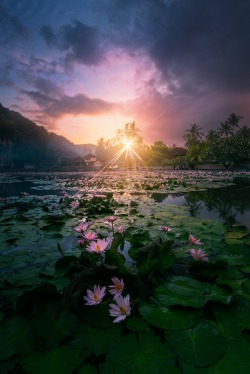 renamonkalou:  Early awaken Lotus | Lucien