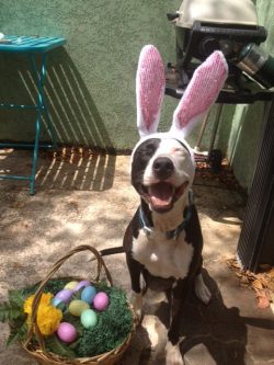 I haz a Easter happy