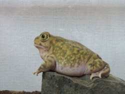 dragember:  toadschooled:  A very relaxed spadefoot. [~溺れるカエル~]