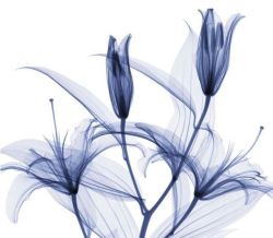A cadence of beauty (x-ray photo of lilies)