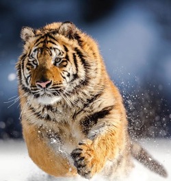 beautiful-wildlife:  Happy New Year by © suhaderbent